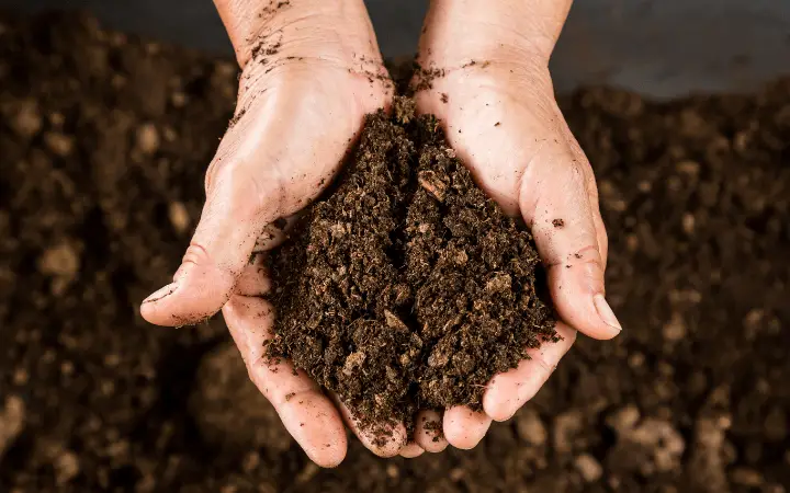 compost from a garbage bag left in the sun for 8 months