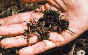 what are worm castings and how to use them