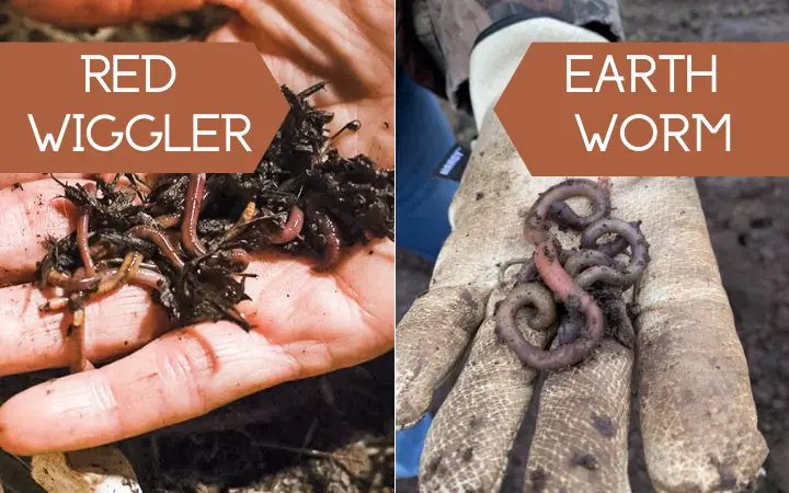 red wiggler vs earthworm