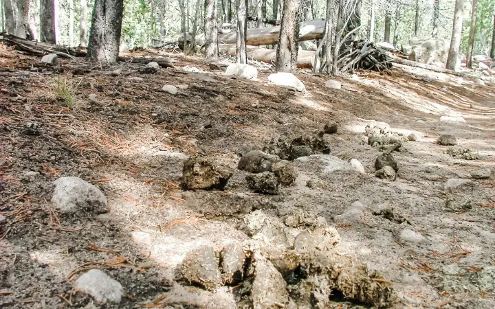 manure used in worm bin for bedding