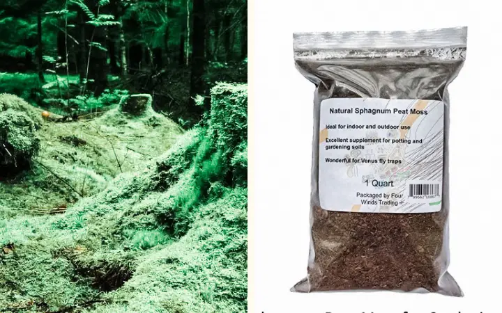 peat moss for worm bedding
